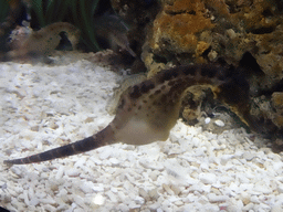 Seahorse at the upper floor of the Planeta Aqua area at the Aquarium Barcelona