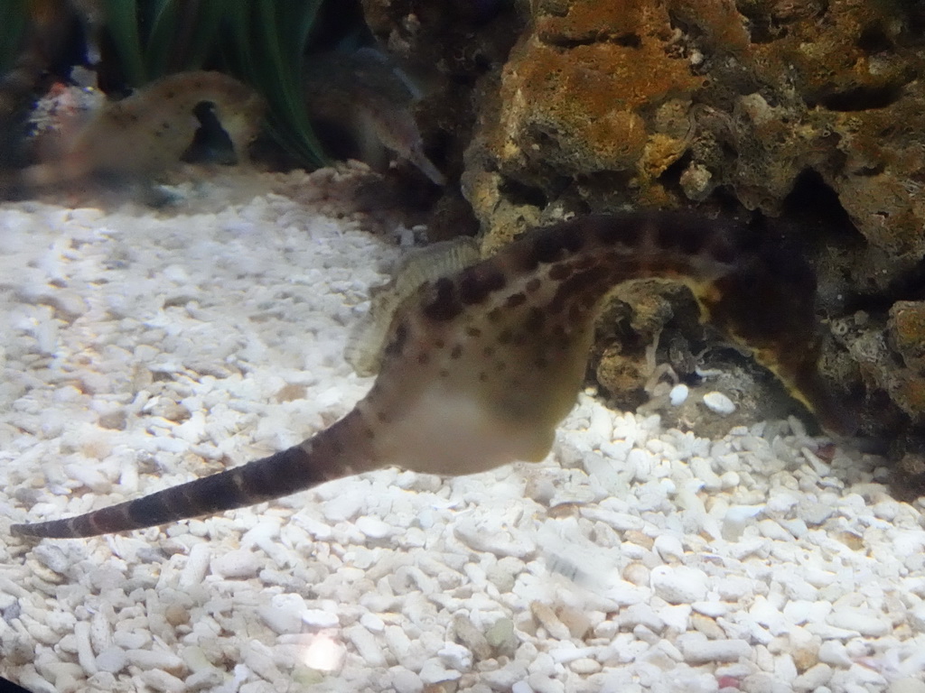 Seahorse at the upper floor of the Planeta Aqua area at the Aquarium Barcelona