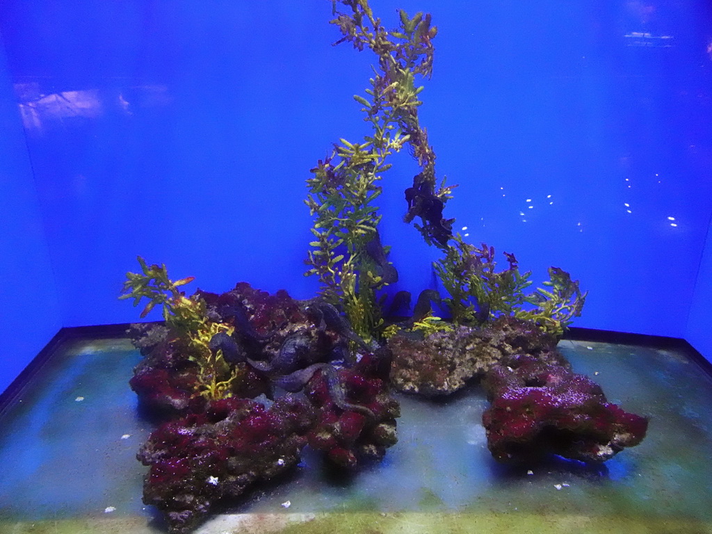 Seahorses at the upper floor of the Planeta Aqua area at the Aquarium Barcelona