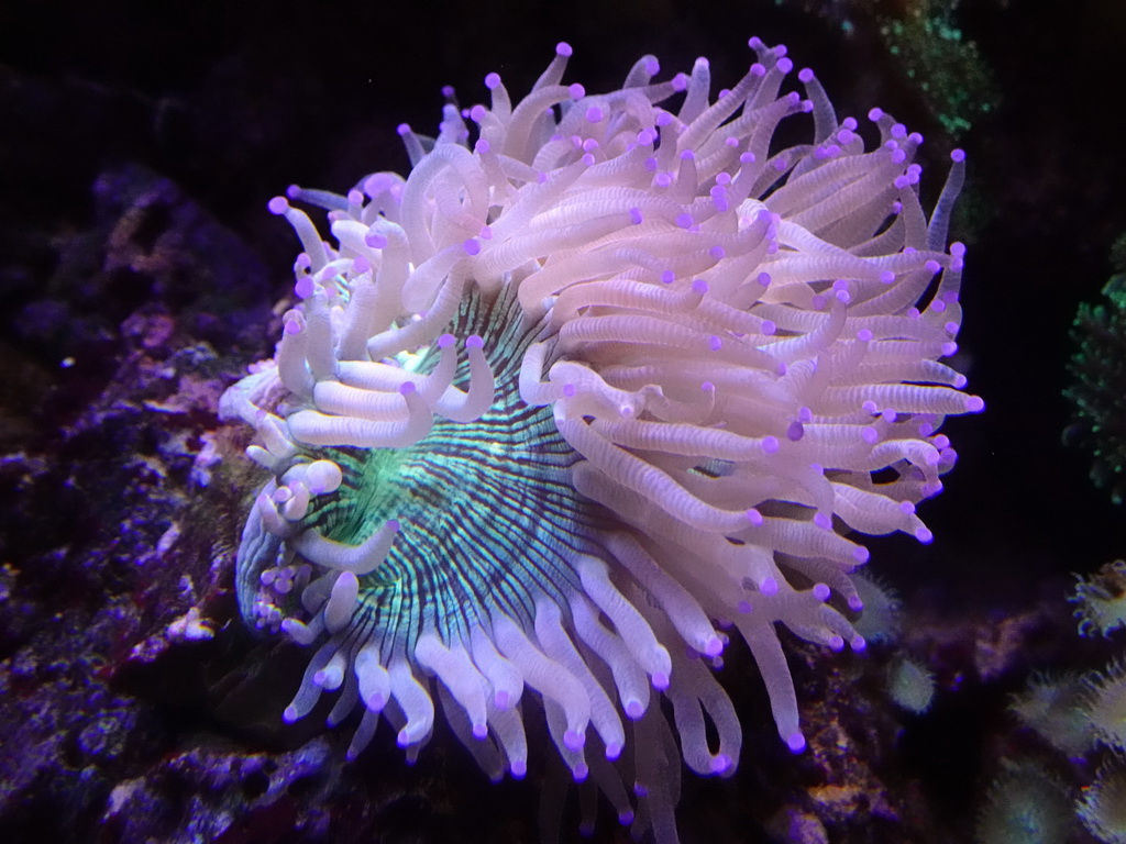 Sea Anemone at the upper floor of the Planeta Aqua area at the Aquarium Barcelona