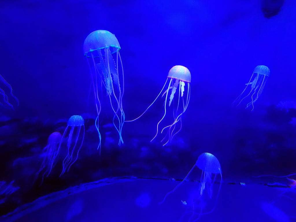 Models of Jellyfish inside the scale model of a Sperm Whale at the Planeta Aqua area at the Aquarium Barcelona