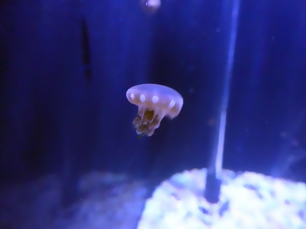 Upside-down Jellyfish inside the scale model of a Sperm Whale at the Planeta Aqua area at the Aquarium Barcelona