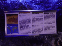 Explanation on the Upside-down Jellyfish inside the scale model of a Sperm Whale at the Planeta Aqua area at the Aquarium Barcelona