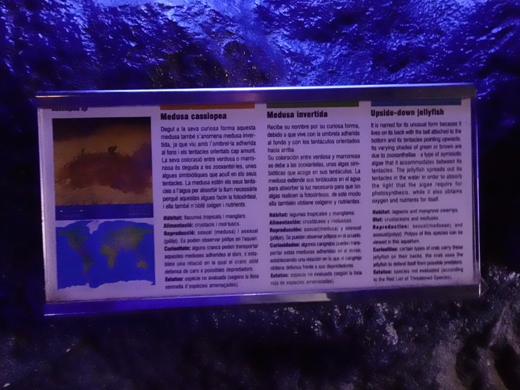Explanation on the Upside-down Jellyfish inside the scale model of a Sperm Whale at the Planeta Aqua area at the Aquarium Barcelona