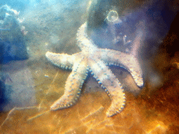 Starfish at the Explora! Children`s area at the Aquarium Barcelona