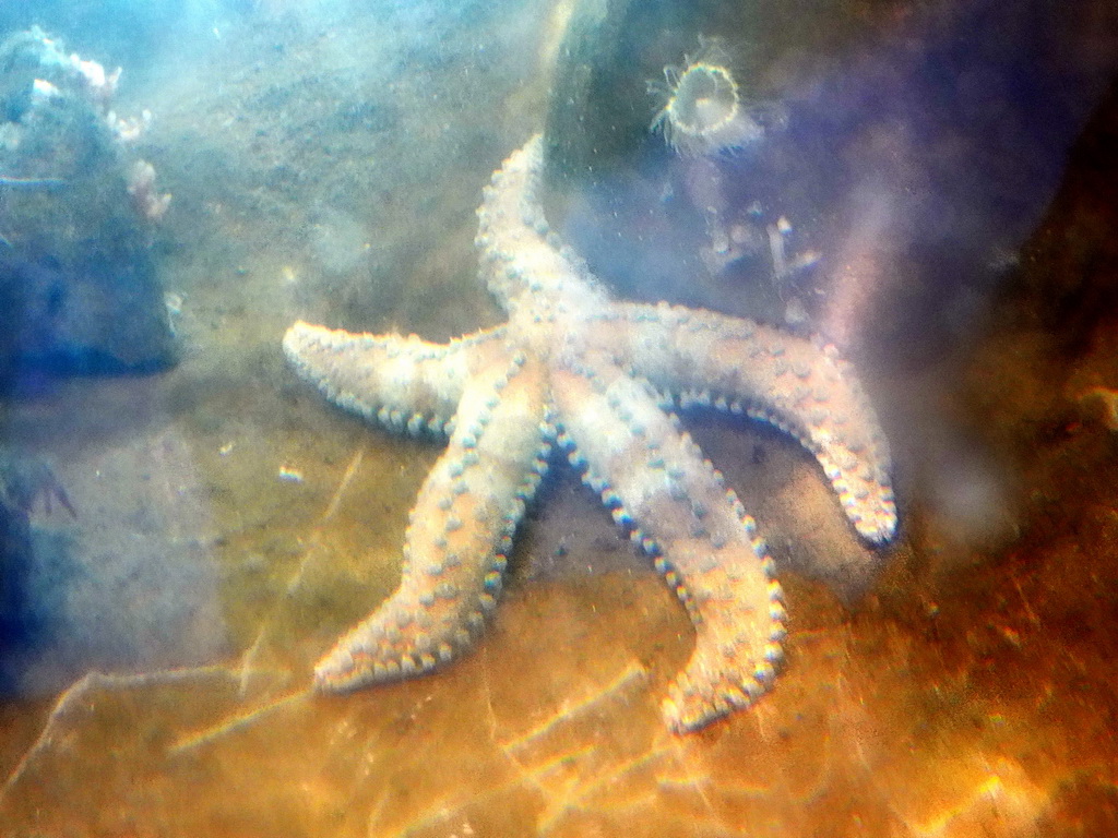 Starfish at the Explora! Children`s area at the Aquarium Barcelona