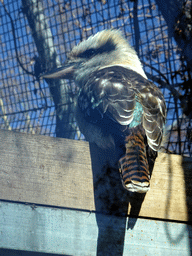 Laughing Kookaburra at the Palmeral area at the Barcelona Zoo