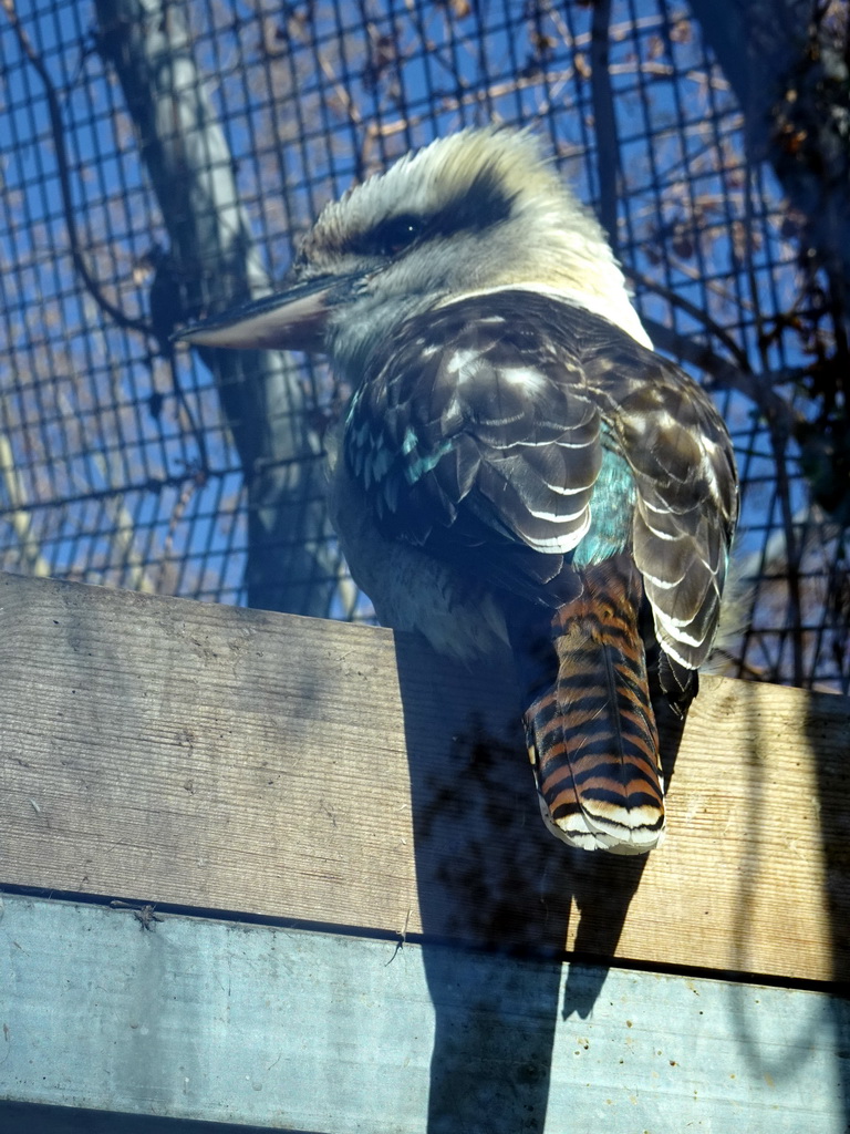 Laughing Kookaburra at the Palmeral area at the Barcelona Zoo