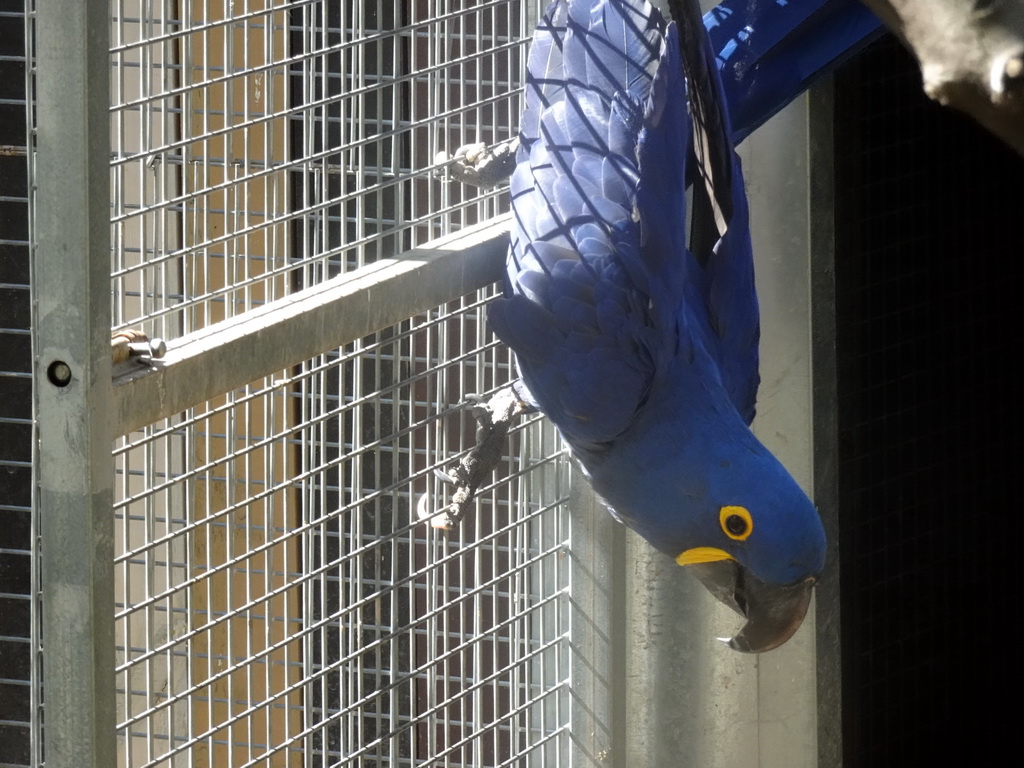 Parrot at the Palmeral area at the Barcelona Zoo