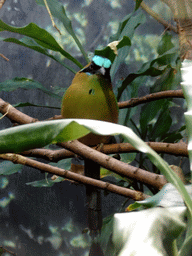 Blue-crowned Motmot at the Palmeral area at the Barcelona Zoo