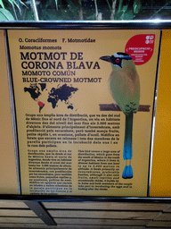 Explanation on the Blue-crowned Motmot at the Palmeral area at the Barcelona Zoo