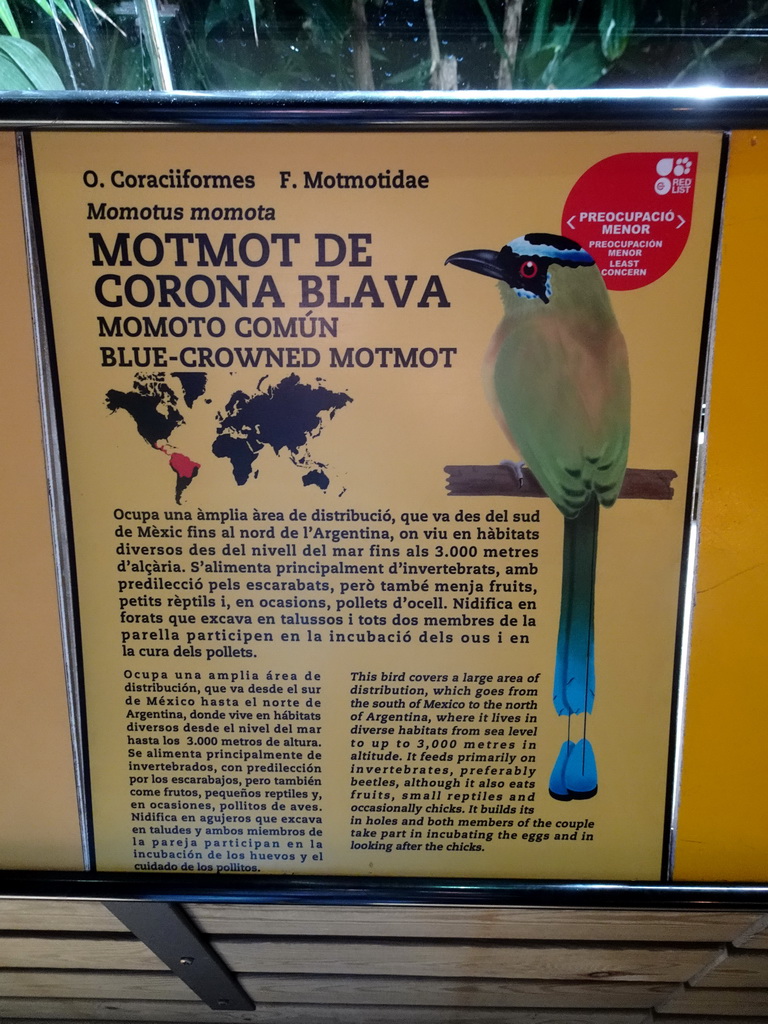 Explanation on the Blue-crowned Motmot at the Palmeral area at the Barcelona Zoo