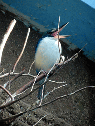 White-collared Kingfisher at the Palmeral area at the Barcelona Zoo