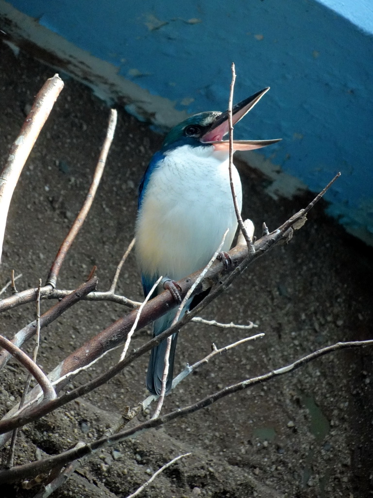 White-collared Kingfisher at the Palmeral area at the Barcelona Zoo