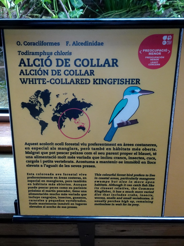 Explanation on the White-collared Kingfisher at the Palmeral area at the Barcelona Zoo