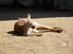 Red Kangaroo at the Barcelona Zoo