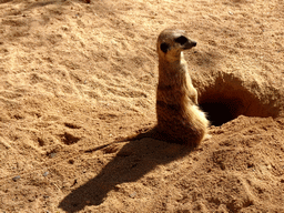 Meerkat at the Barcelona Zoo