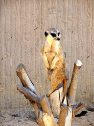 Meerkat at the Barcelona Zoo