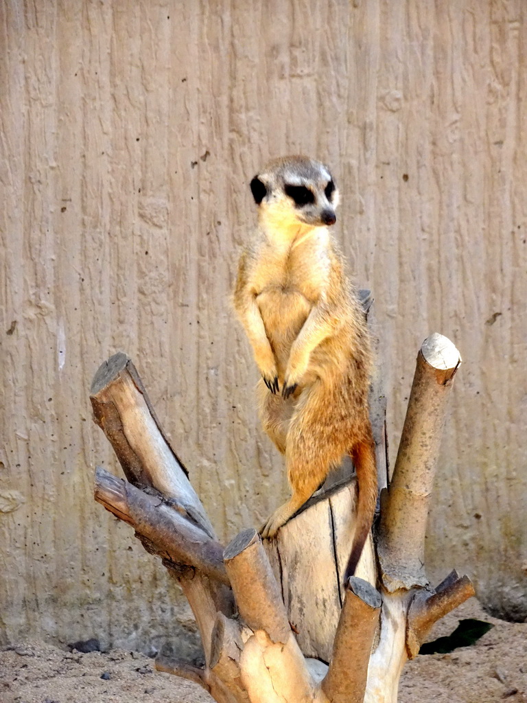 Meerkat at the Barcelona Zoo