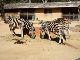 Chapman`s Zebras at the Barcelona Zoo