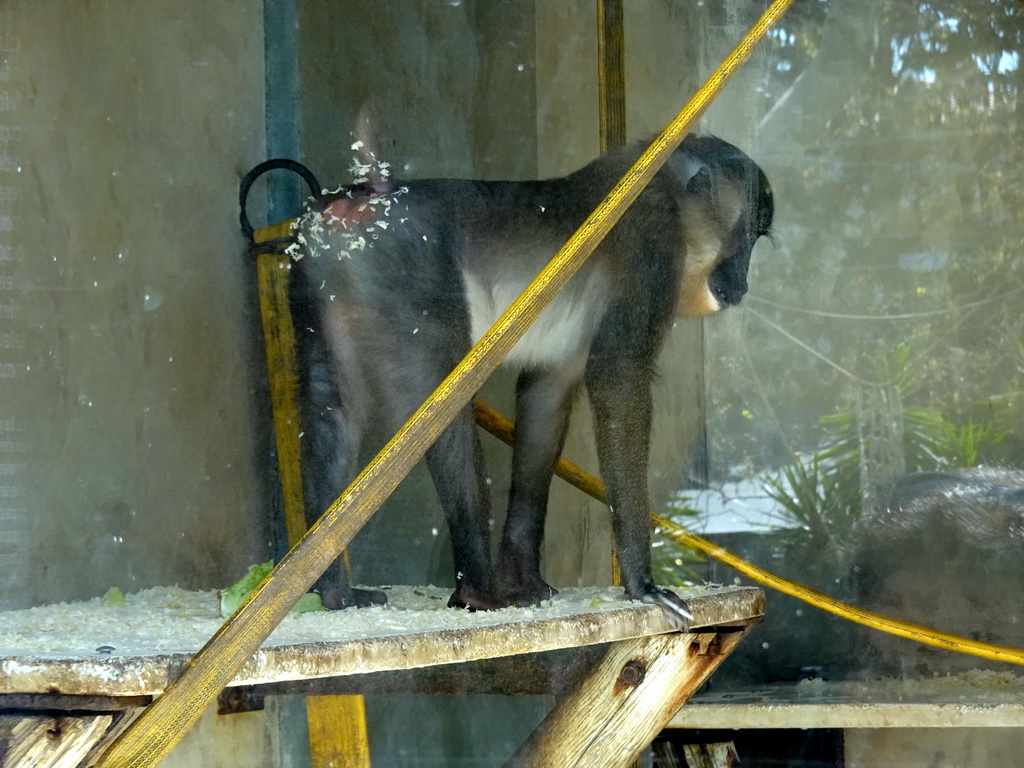 Cherry-crowned Mangabey at the Barcelona Zoo