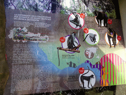 Information on the distribution of Cercopithecidae by strata in the tropical jungles of Western Africa, at the Barcelona Zoo