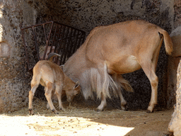 Barbary Sheep at the hill at the Barcelona Zoo