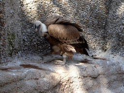 Griffon Vulture at the hill at the Barcelona Zoo