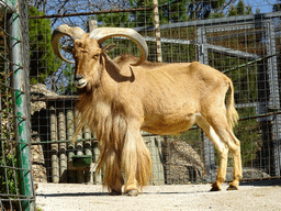 Barbary Sheep at the hill at the Barcelona Zoo