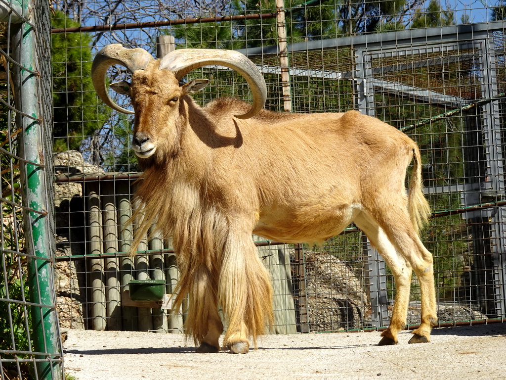 Barbary Sheep at the hill at the Barcelona Zoo