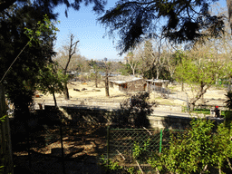 Blue Wildebeests, Chapman`s Zebras and Ostrich at the Barcelona Zoo, viewed from the hill