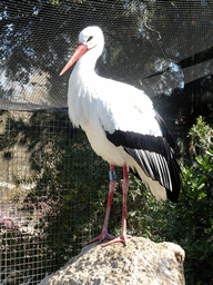 White Stork at the hill at the Barcelona Zoo
