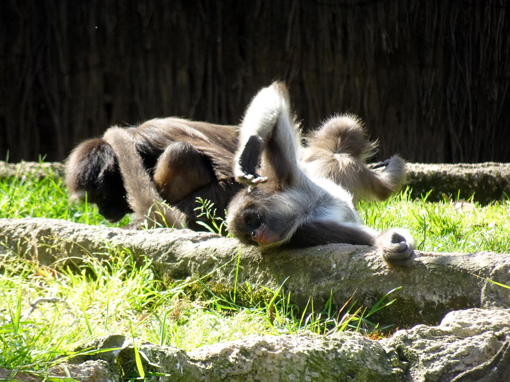 Spider Monkeys at the Barcelona Zoo
