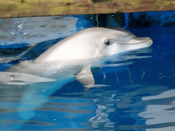 Dolphin at the Dolphinarium at the Barcelona Zoo