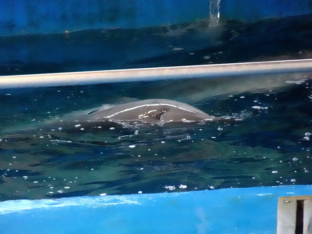 Dolphin at the Dolphinarium at the Barcelona Zoo