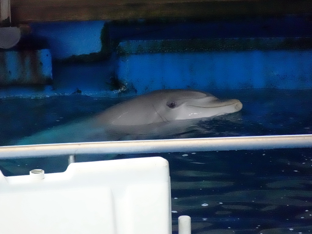 Dolphin at the Dolphinarium at the Barcelona Zoo