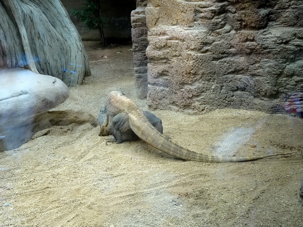 Komodo Dragon at the Barcelona Zoo