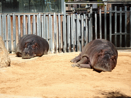 Common Hippopotamuses at the Savannah area at the Barcelona Zoo