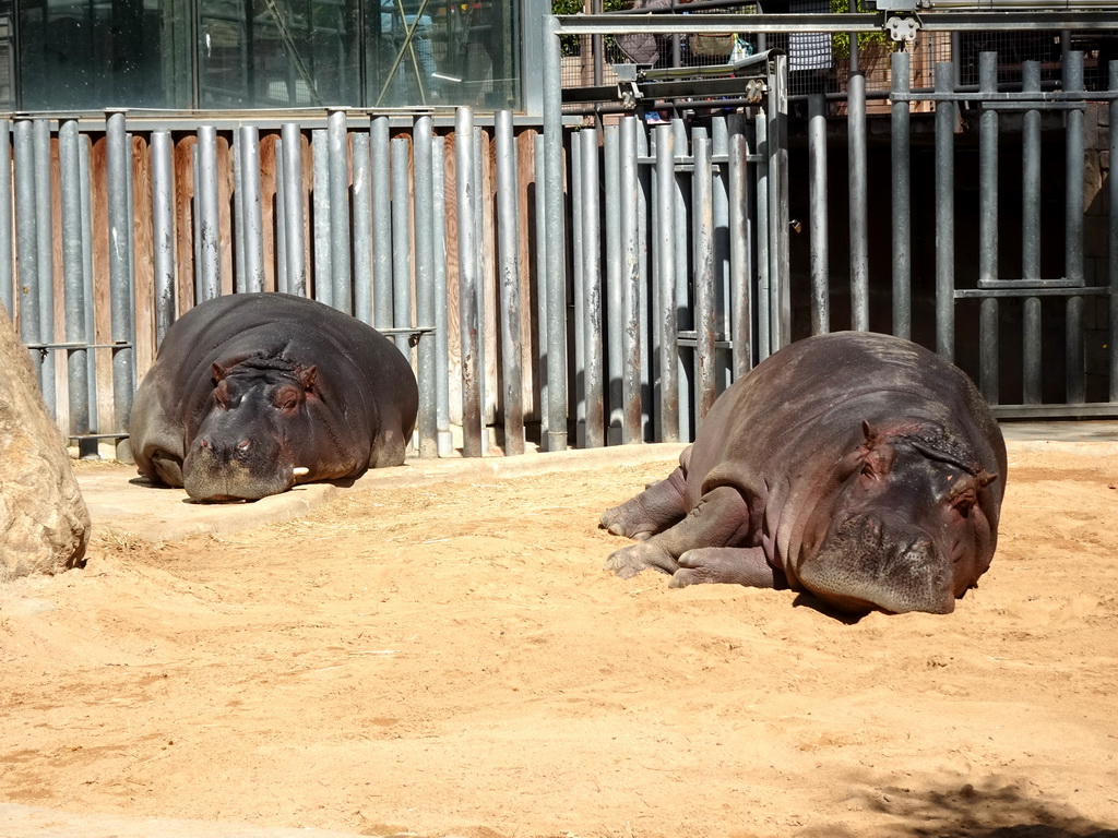 Common Hippopotamuses at the Savannah area at the Barcelona Zoo