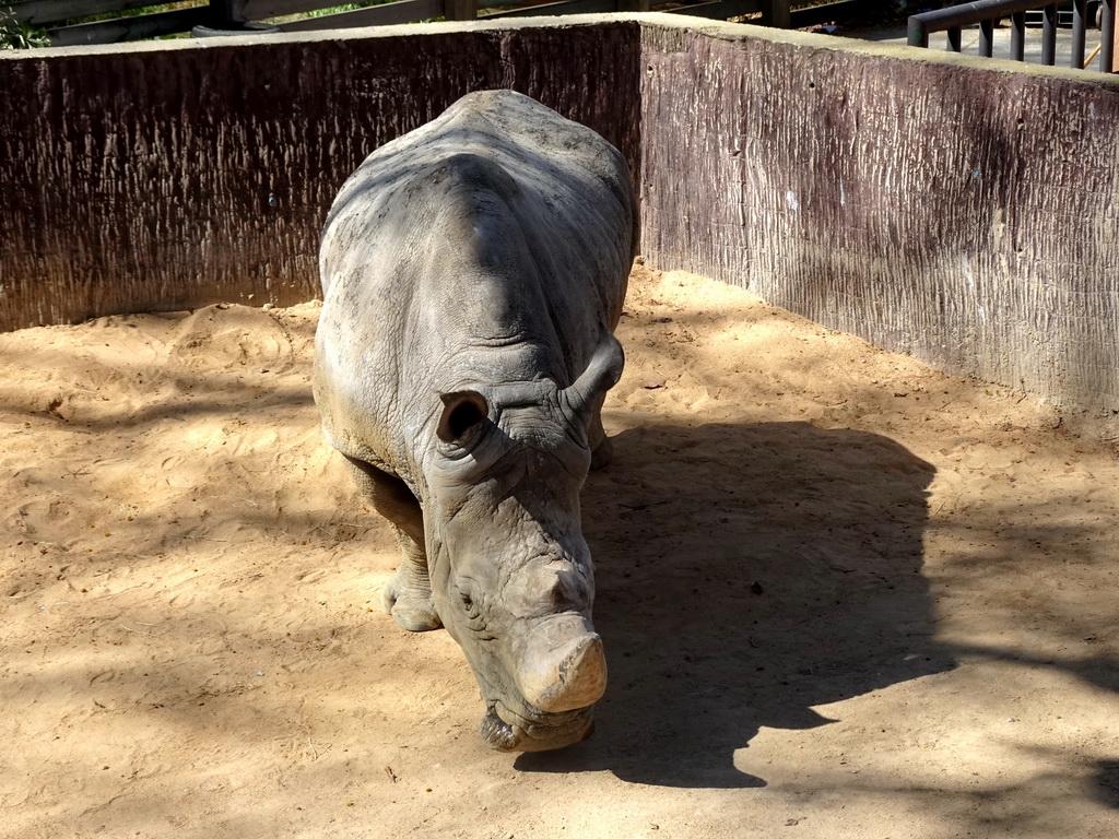 Square-lipped Rhinoceros at the Savannah area at the Barcelona Zoo