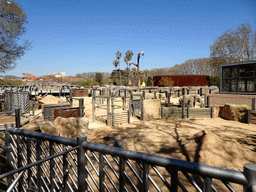 African Elephants at the Savannah area at the Barcelona Zoo