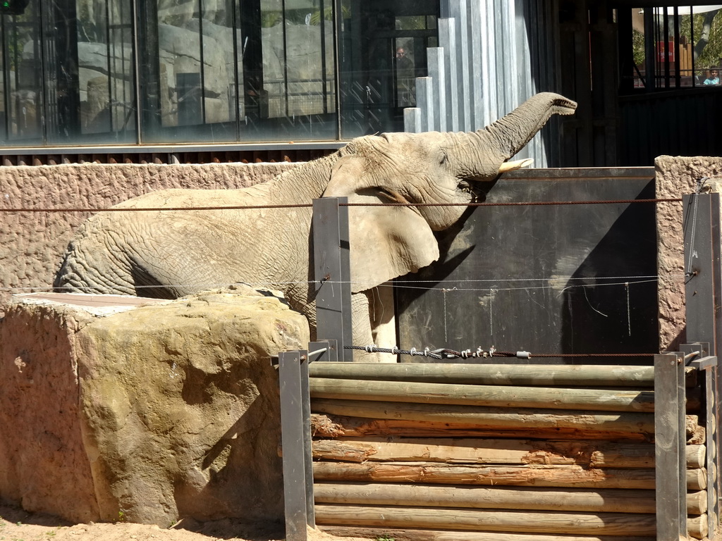 African Elephant at the Savannah area at the Barcelona Zoo