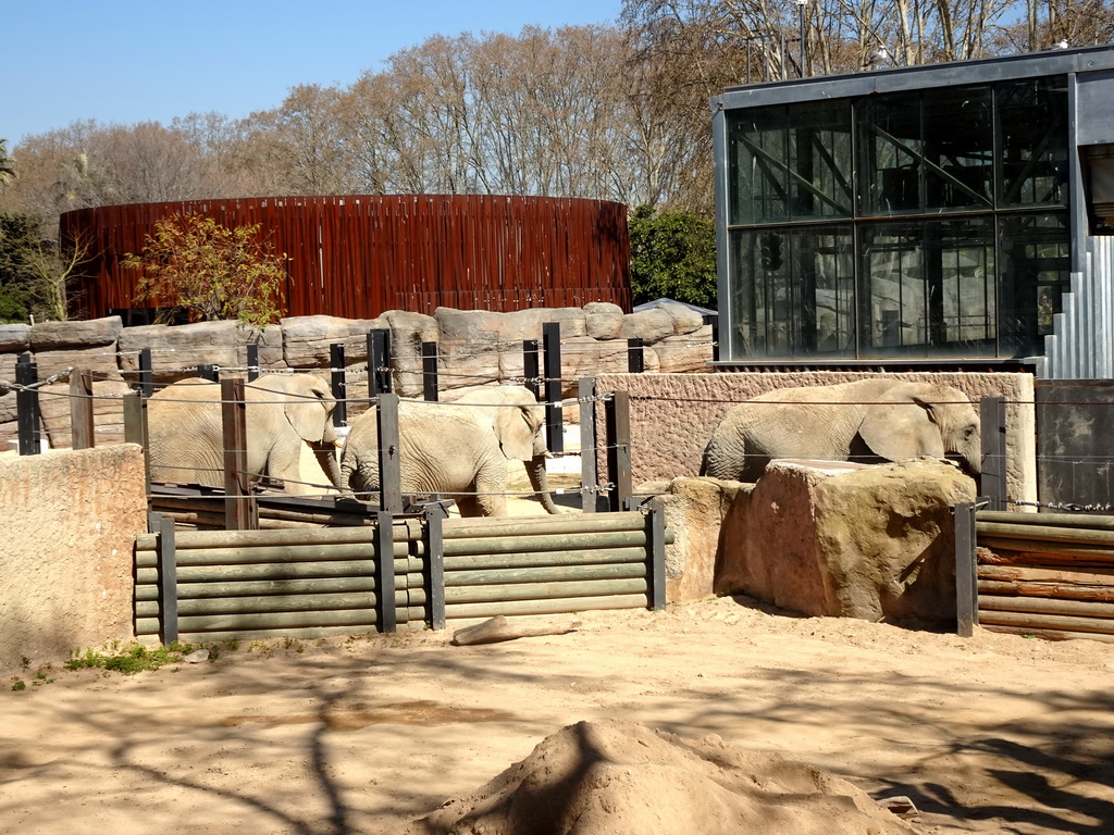 African Elephants at the Savannah area at the Barcelona Zoo