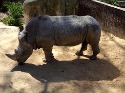 Square-lipped Rhinoceros at the Savannah area at the Barcelona Zoo