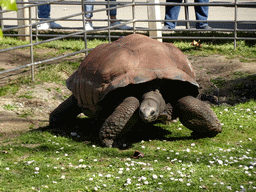 Galapagos Tortoise at the Savannah area at the Barcelona Zoo