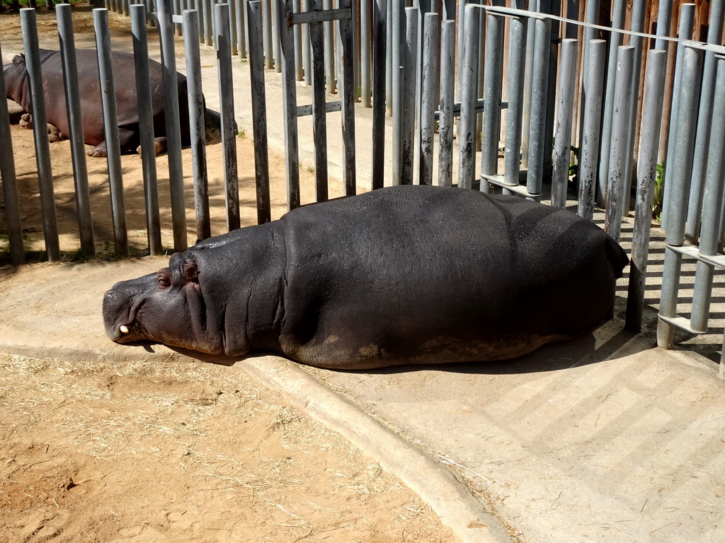 Common Hippopotamuses at the Savannah area at the Barcelona Zoo