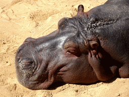 Common Hippopotamus at the Savannah area at the Barcelona Zoo