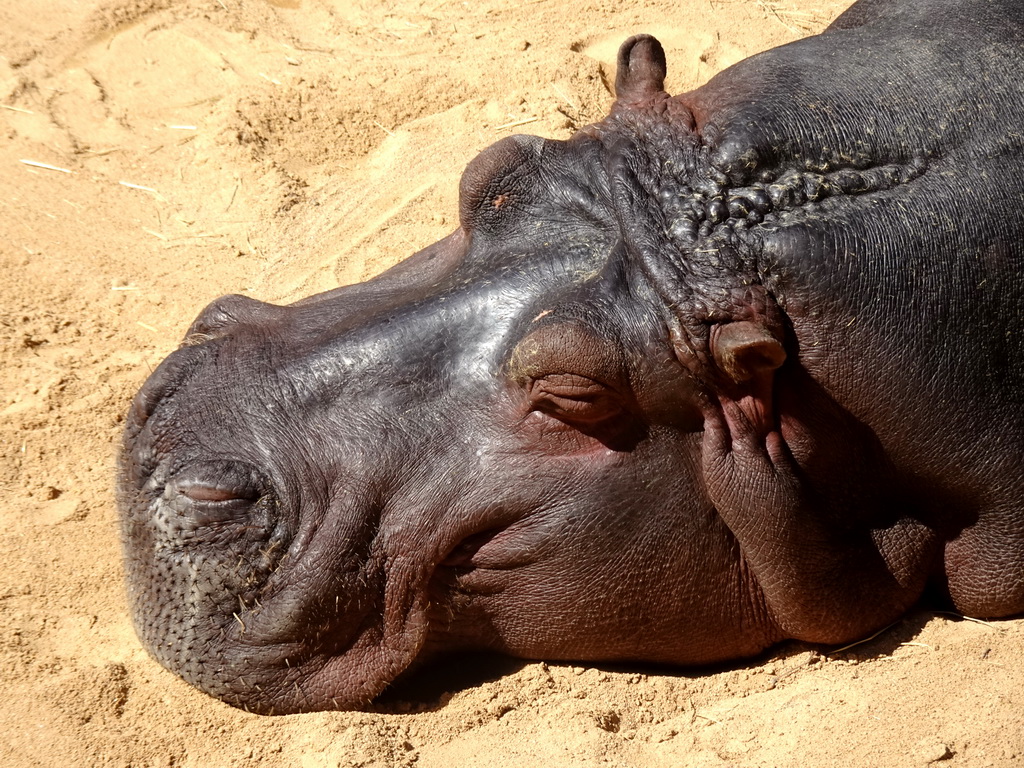 Common Hippopotamus at the Savannah area at the Barcelona Zoo
