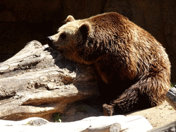 Brown Bear at the Barcelona Zoo