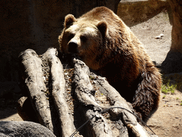 Brown Bear at the Barcelona Zoo